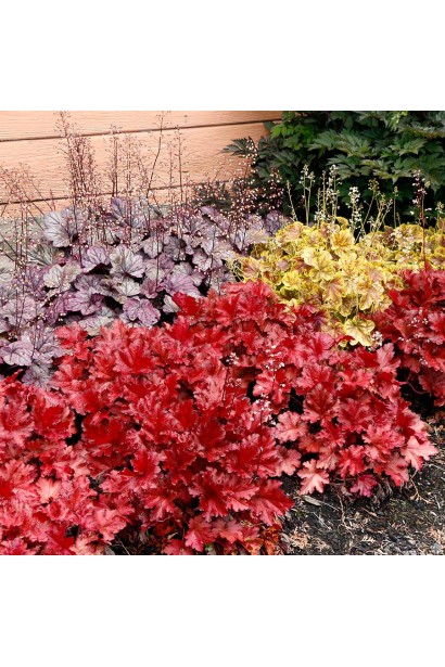 Гейхера гибридная Форевер Ред в ландшафте